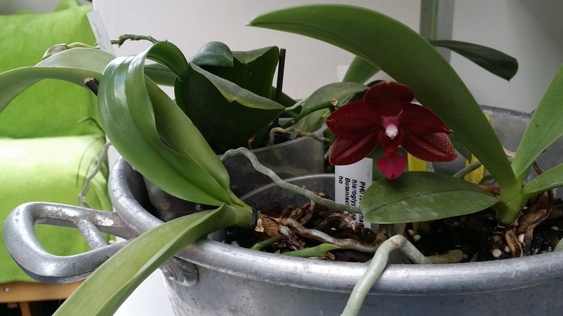 phalaenopsis miva midi libre 20170370