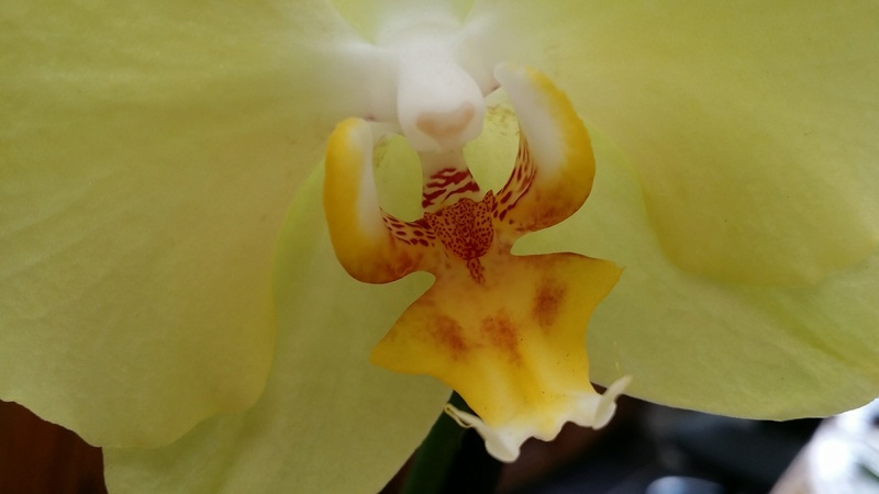 phalaenopsis hybride jaune 20170387