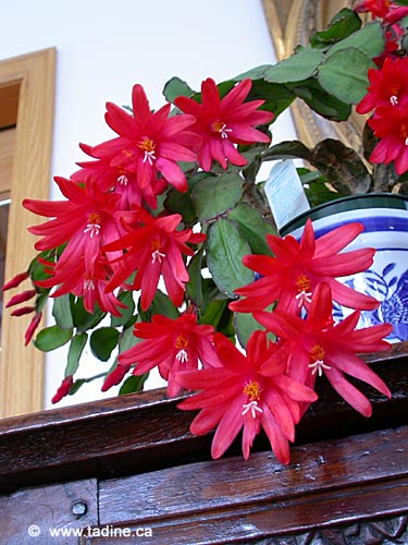 Schlumbergera blanc et rouge Cactus10