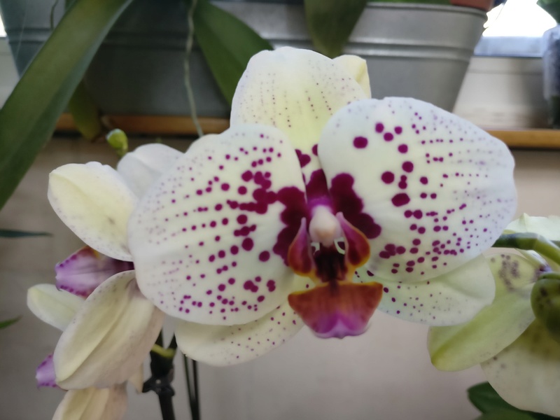 nouveau phalaenopsis hybride Img_2035