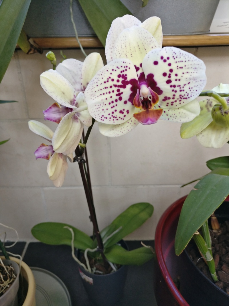 nouveau phalaenopsis hybride Img_2036