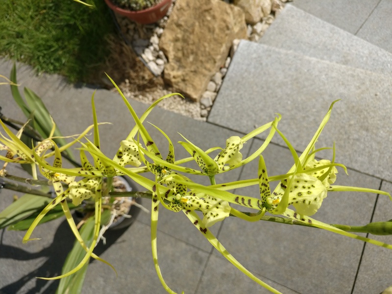 brassia (verrucosa x maculata) x verrucosa Img_2181