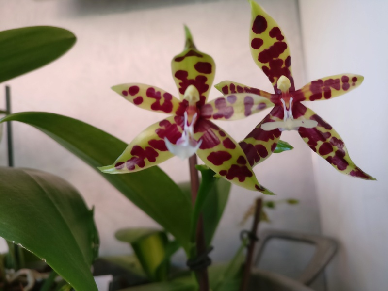 Phalaenopsis Pantherina dark Img_2213