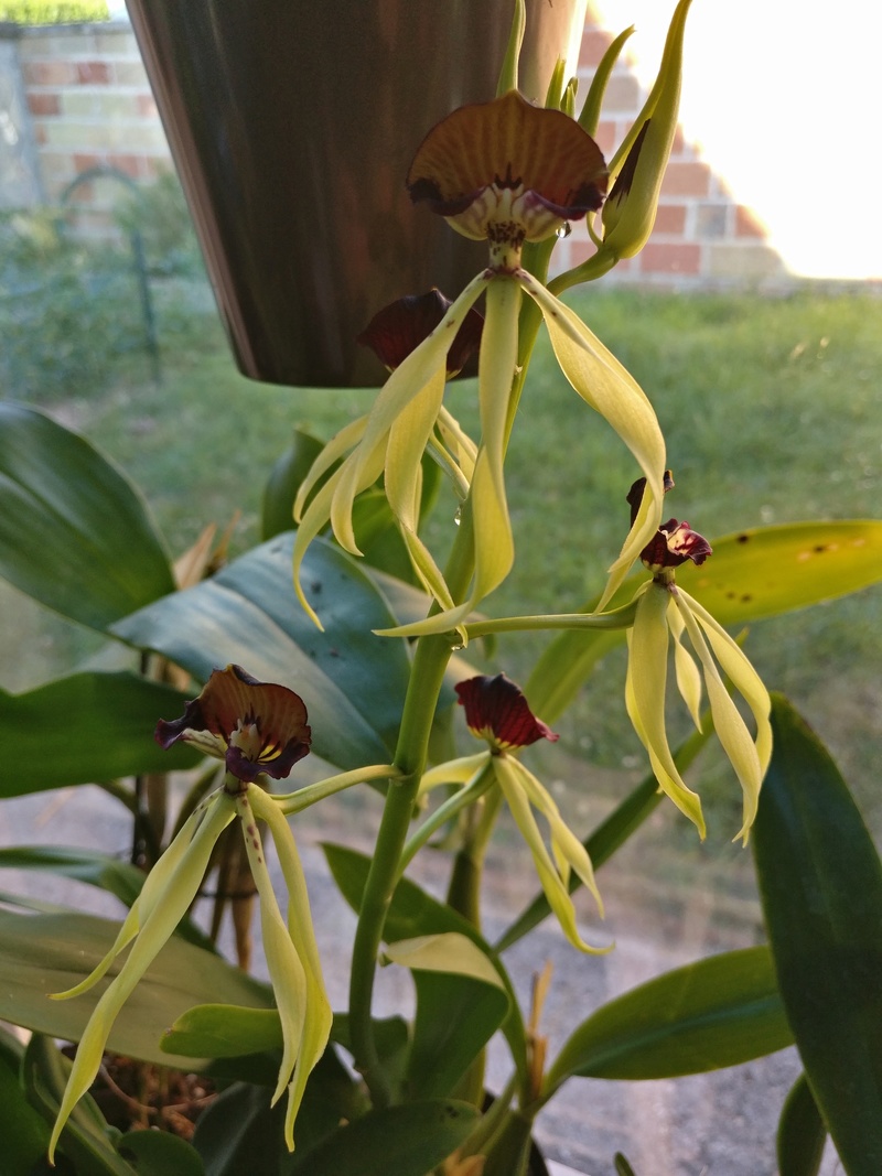 encyclia cochleata Img_2224