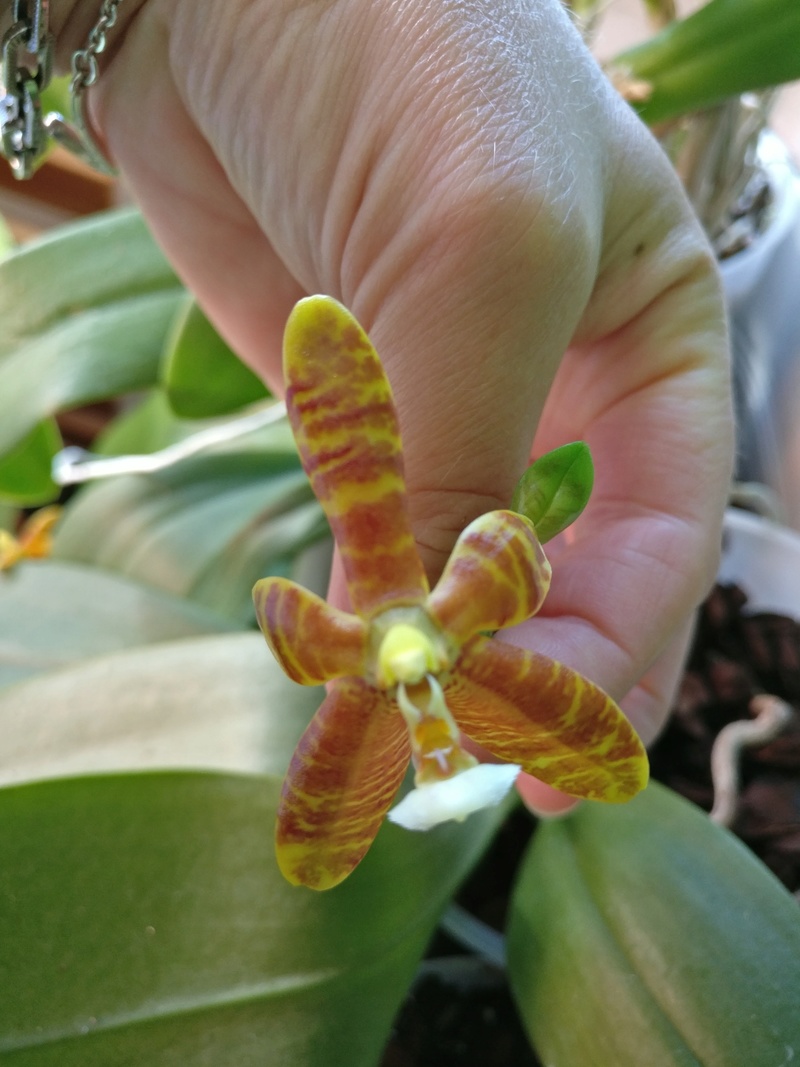 phalaenopsis venosa x cornu cervi Img_2225