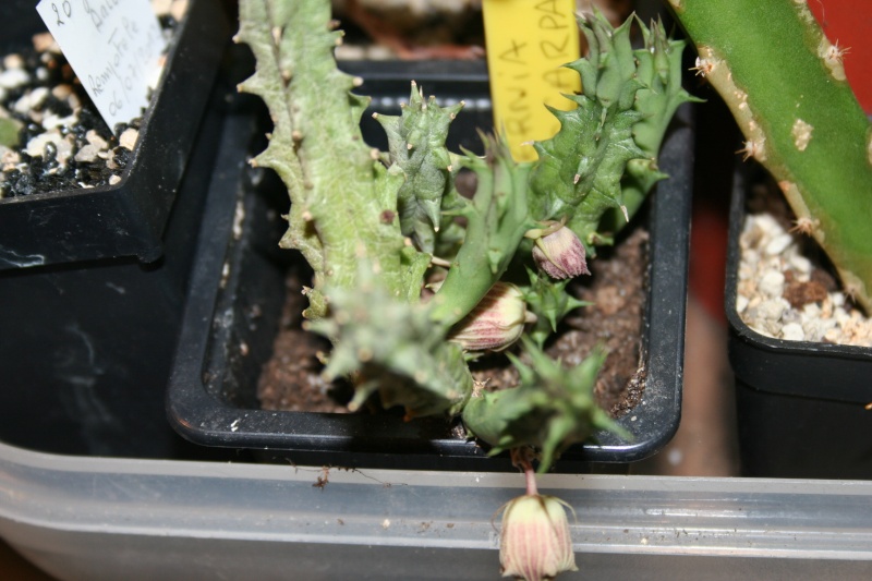 huernia macrocarpa . pour cactus !!! Img_7516