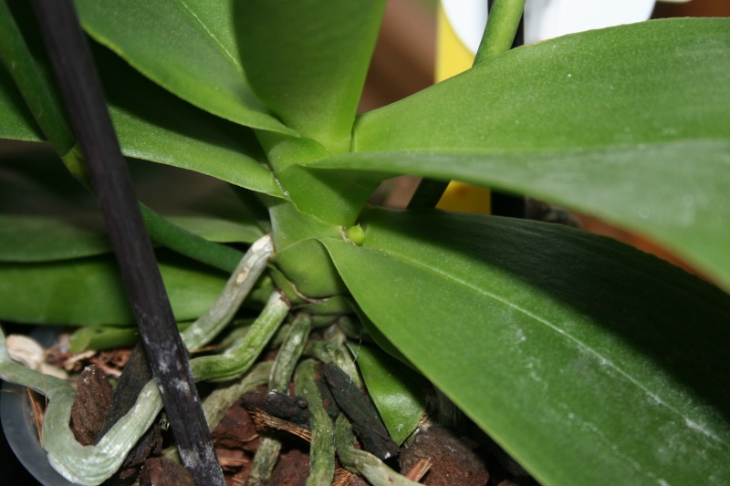phalaenopsis hybride ... en pleine forme Img_7541