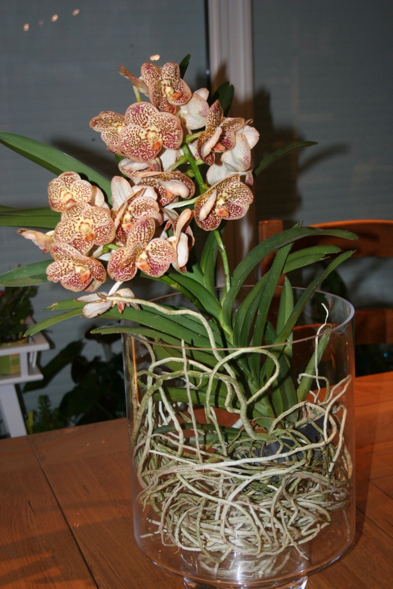 vanda et ludisia : mes cadeaux pour ma fete !  - Page 2 Img_7653