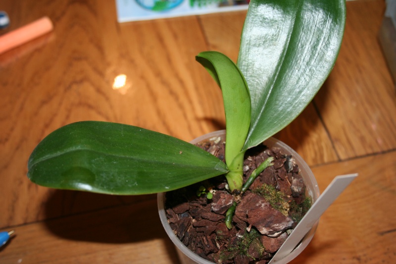 phalaenopsis corningiana  Img_7756