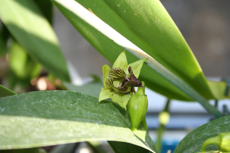 dendrobium convolutum  Img_7831