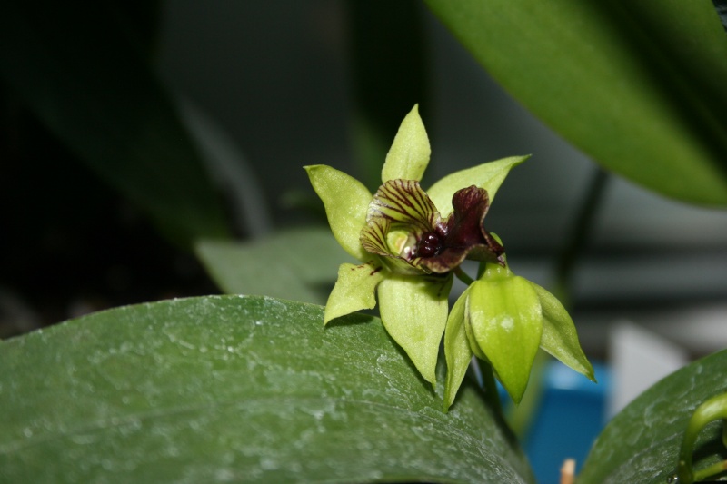 dendrobium convolutum  Img_7840