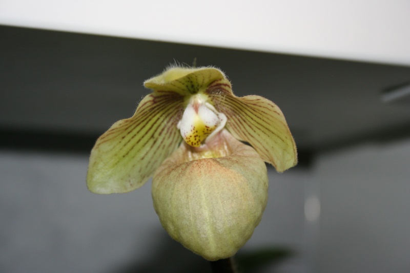 Paphiopedilum micranthum x jackii - Page 2 Img_8126