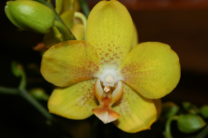 mes nouveaux phalaenopsis multiflora Img_8140