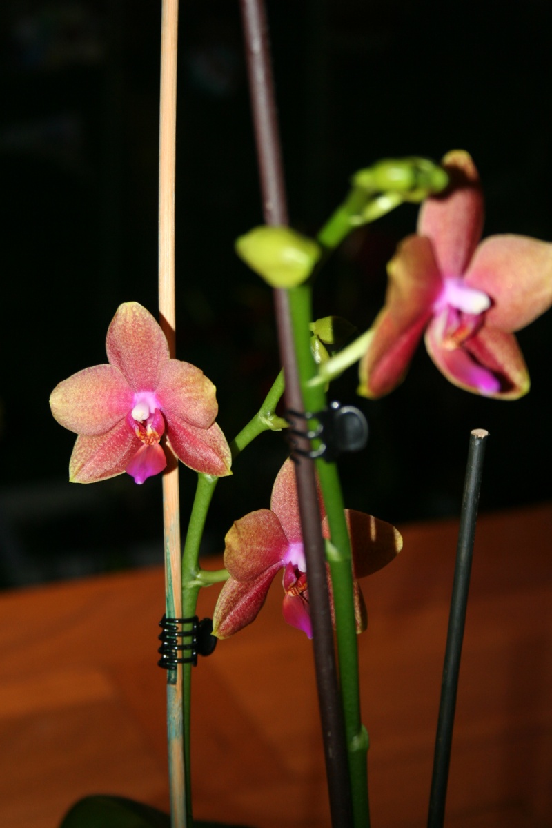phalaenopsis magical Img_8210