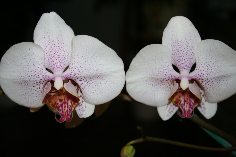 phalaenopsis hybrides Img_8314