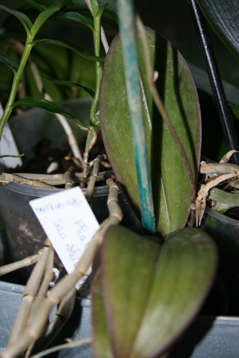 phalaenopsis san shia appendo blue Img_8333
