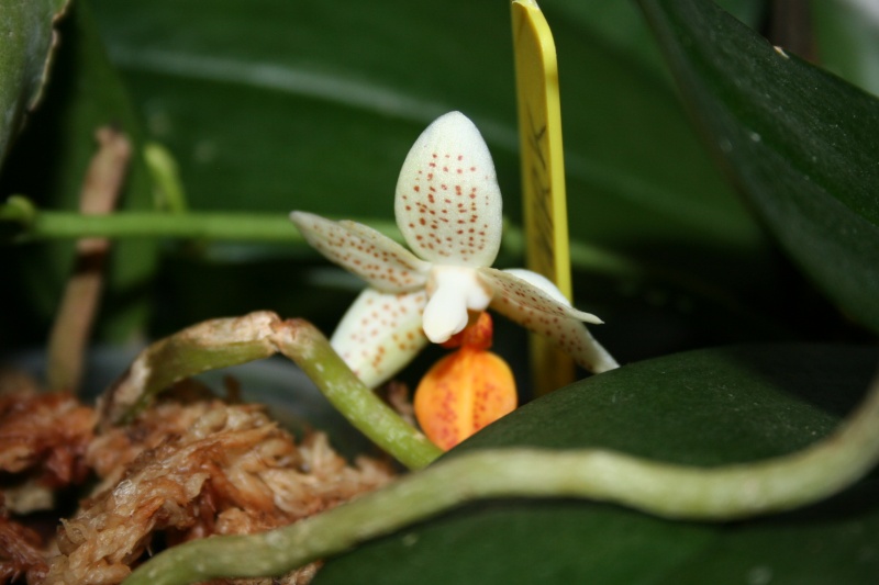 phalaenopsis mini mark  Img_8619