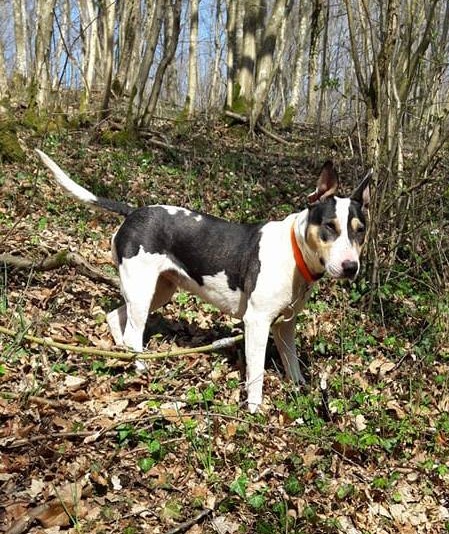 NIKKIE, xbull terrier (06/2010), Moineville Nikkie11