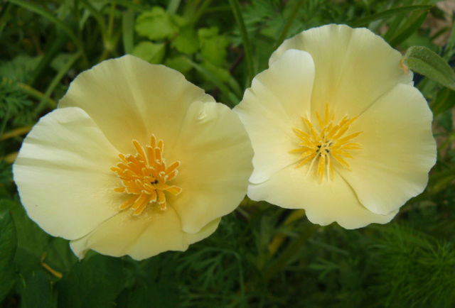 ces quelques fleurs de nos jardins - Page 2 Escol10