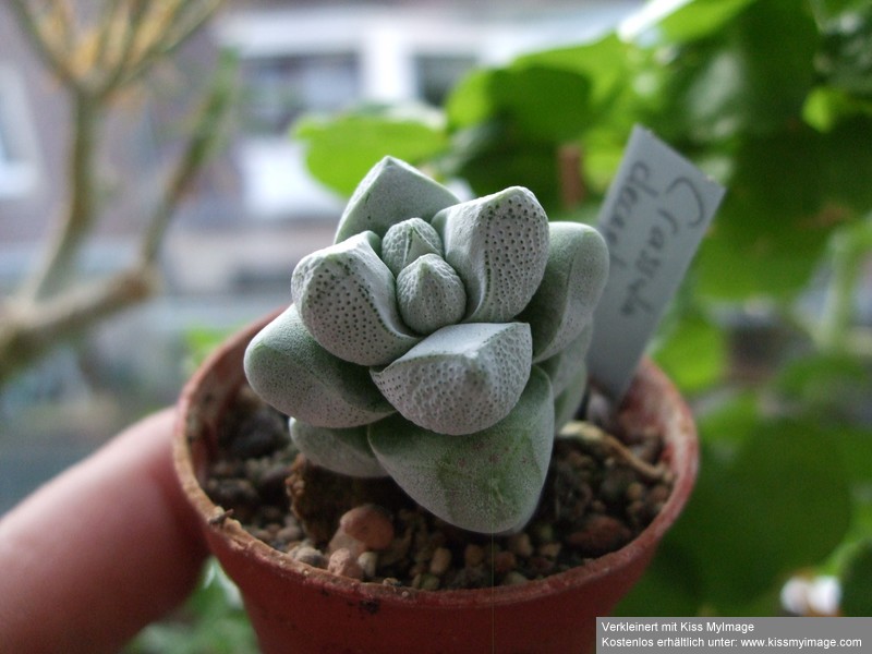 Crassula Crassu14