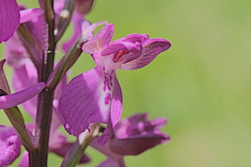 Orchidée prise au Marais 1mib1512