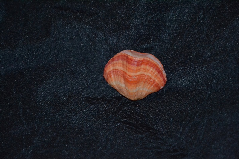 Terebrataliidae : Terebratalia transversa - (Sowerby, 1846) Bivalv11