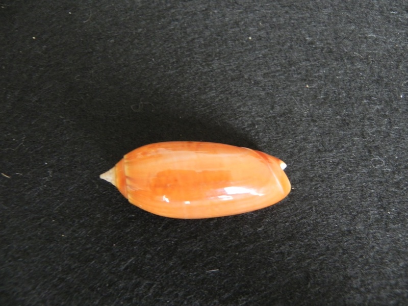 Miniaceoliva concinna f. kremerorum (Petuch & Sargent, 1986) Dscn4813