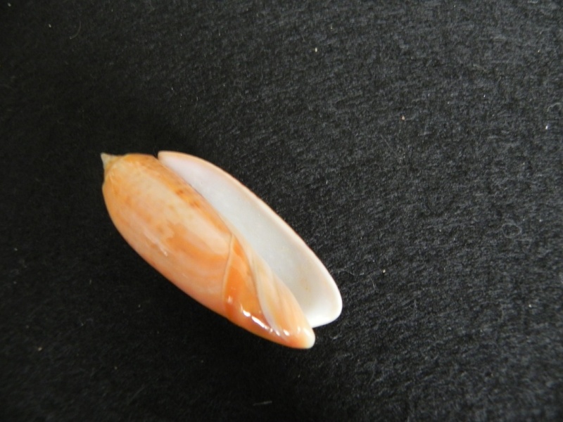 Miniaceoliva concinna f. kremerorum (Petuch & Sargent, 1986) Dscn4814