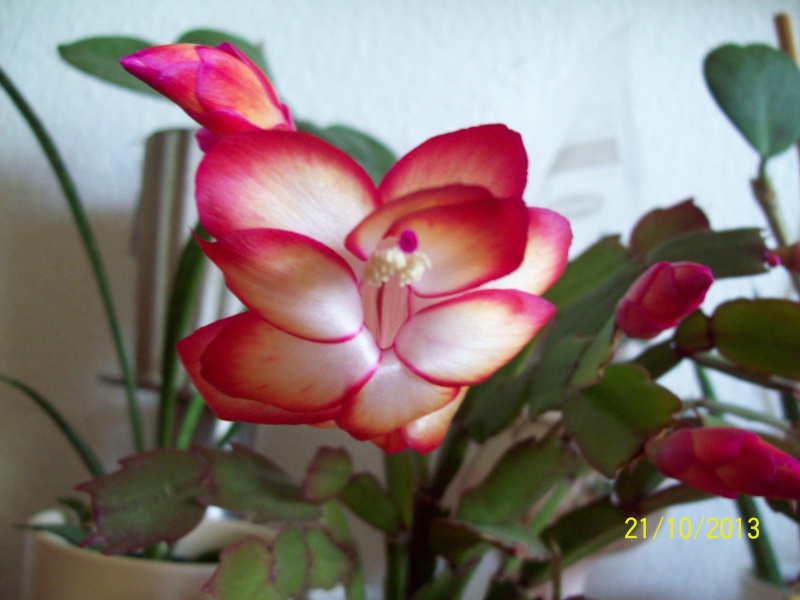 Schlumbergera 2013-110