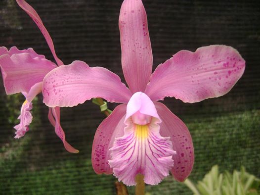 Photos d'orchidées inédites 10134810