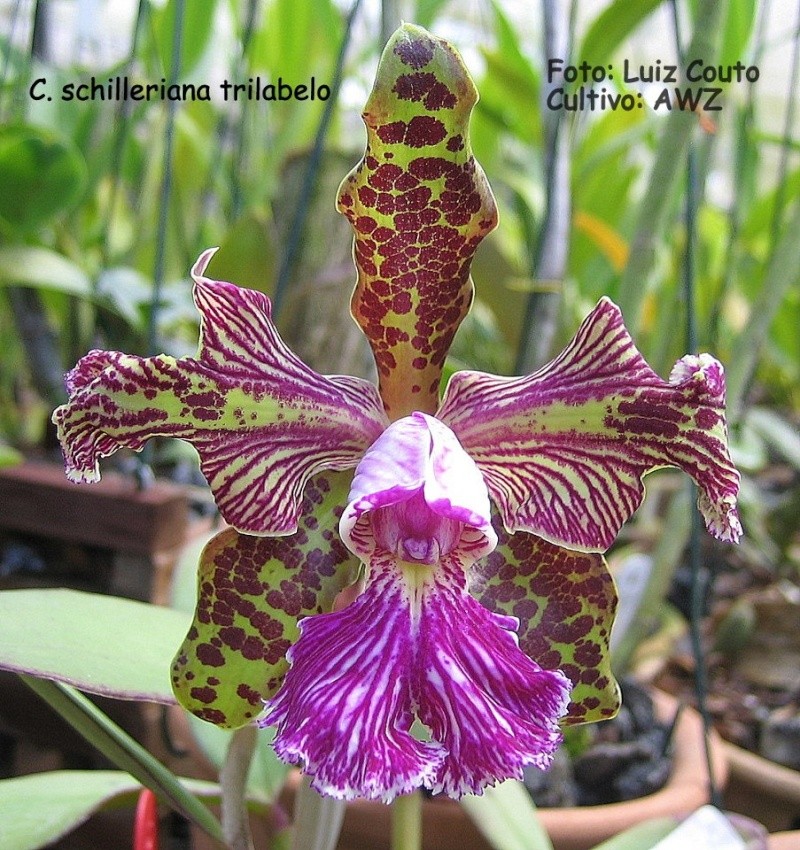 Photos d'orchidées inédites 12923_10