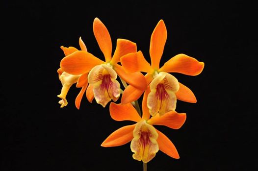 Photos d'orchidées inédites   - Page 2 13740410