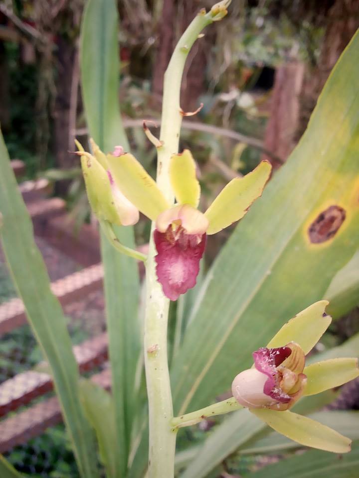 Photos d'orchidées inédites   - Page 2 13756410