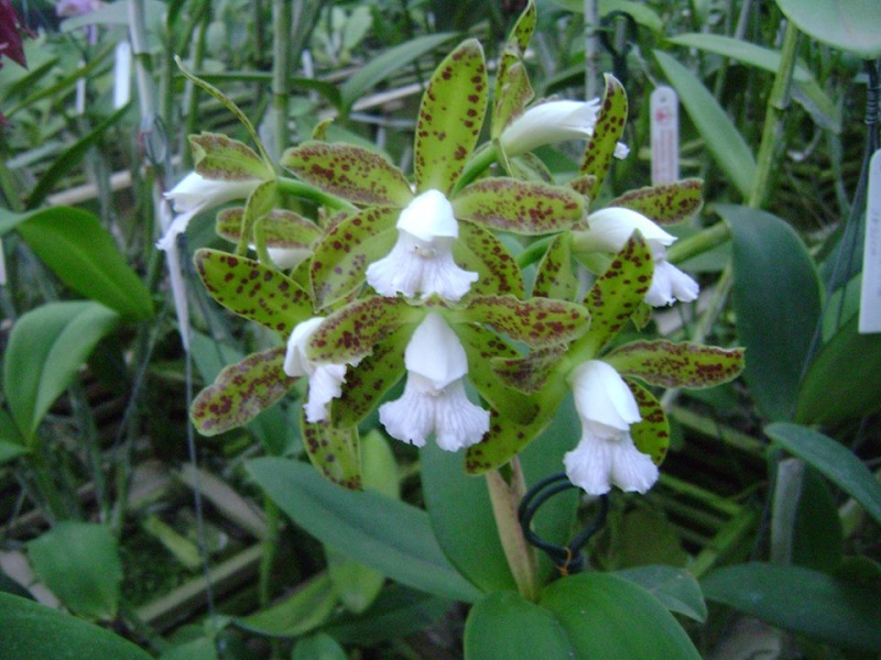 Photos d'orchidées inédites 14840810