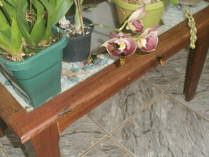Photos d'orchidées inédites 15303410