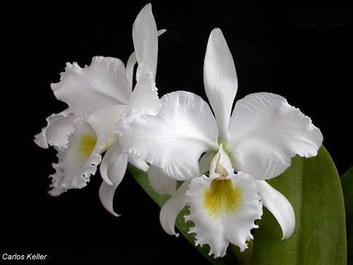 Photos d'orchidées inédites   - Page 2 16536910