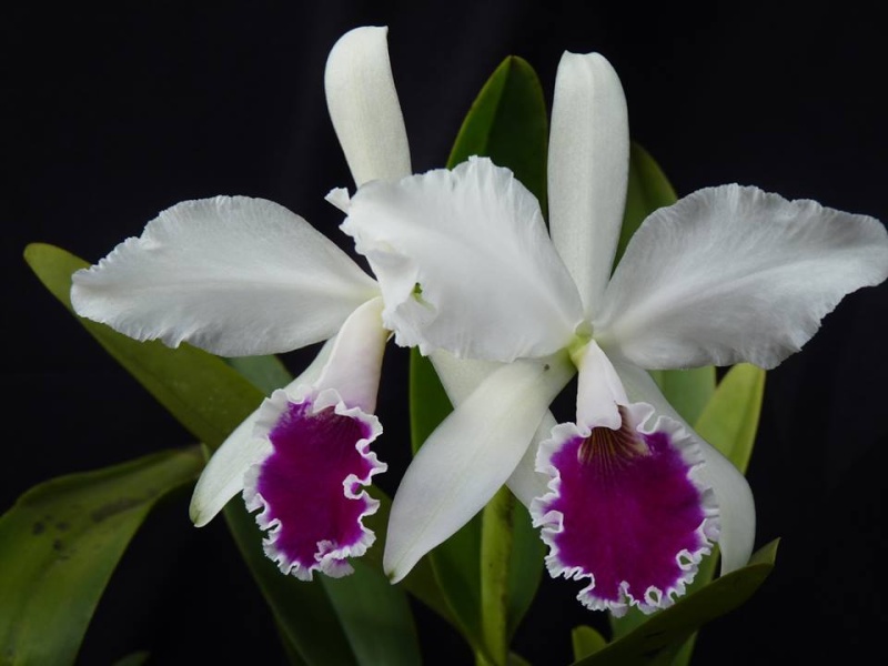 Photos d'orchidées inédites   - Page 2 17806710
