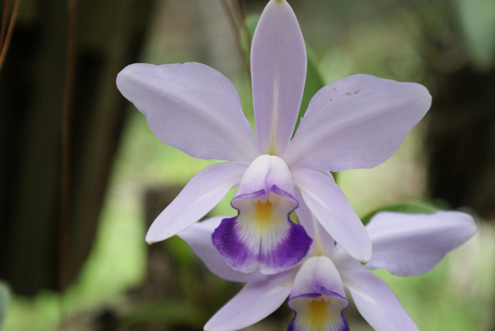 Cattleya violacea 18062712