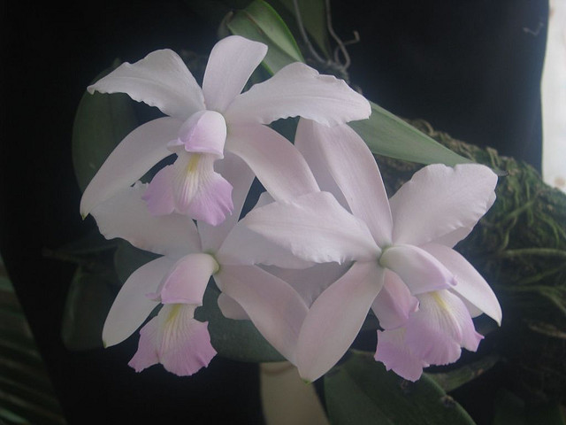 Cattleya trianaei f. albescens 42960710