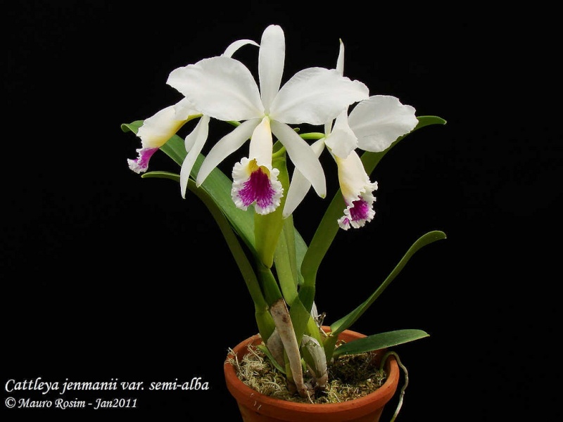 Cattleya jenmanii f. semi alba 53677510