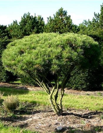 Pinus densiflora 'Umbraculifera'  7748-110