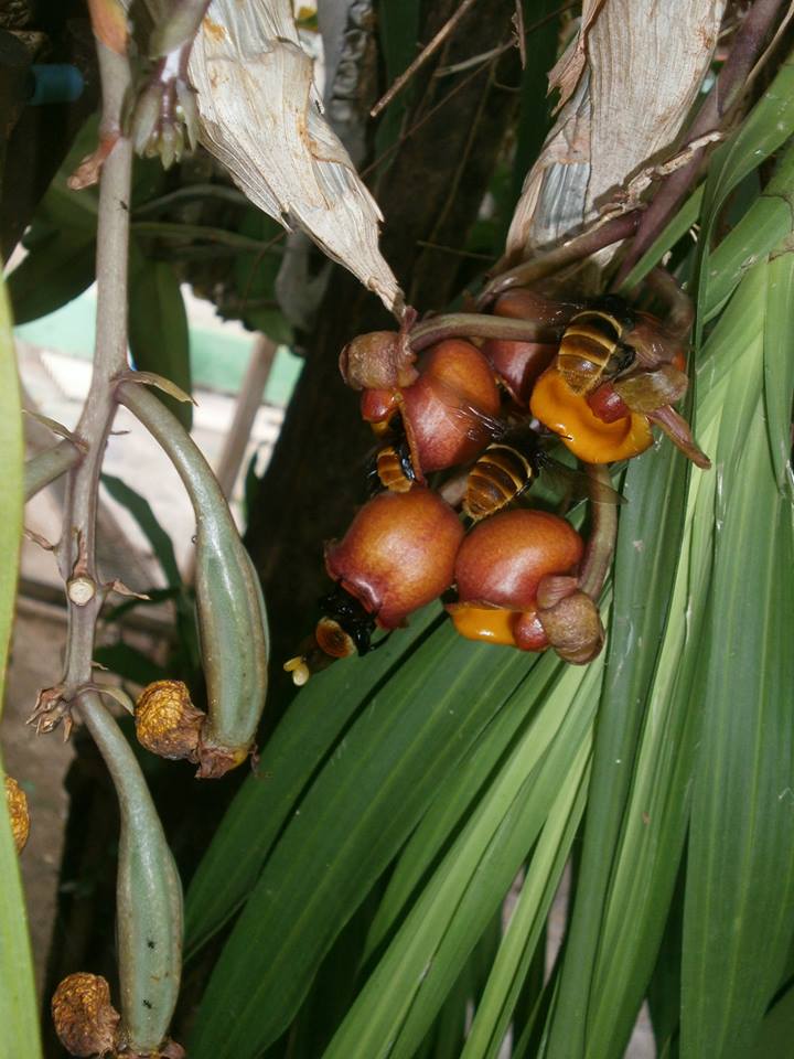 Photos d'orchidées inédites 99349810
