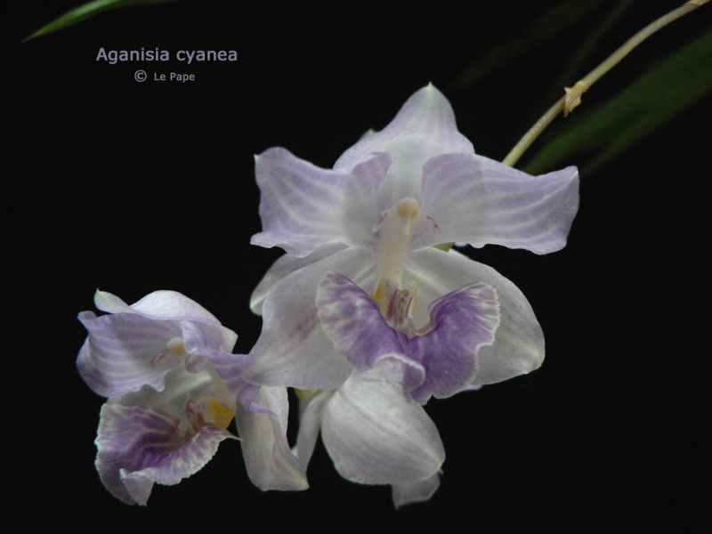 Aganisia hoehnei Aganis10