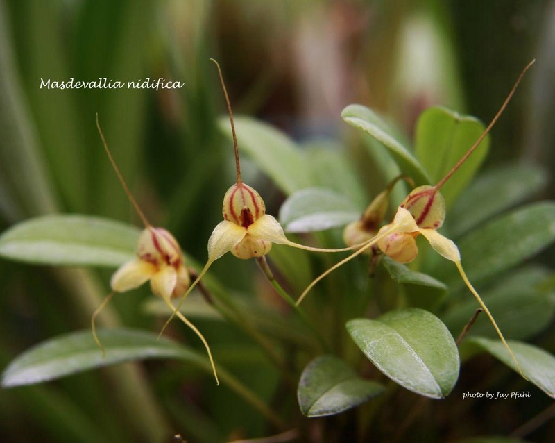 Identification Masdevallia B8875310