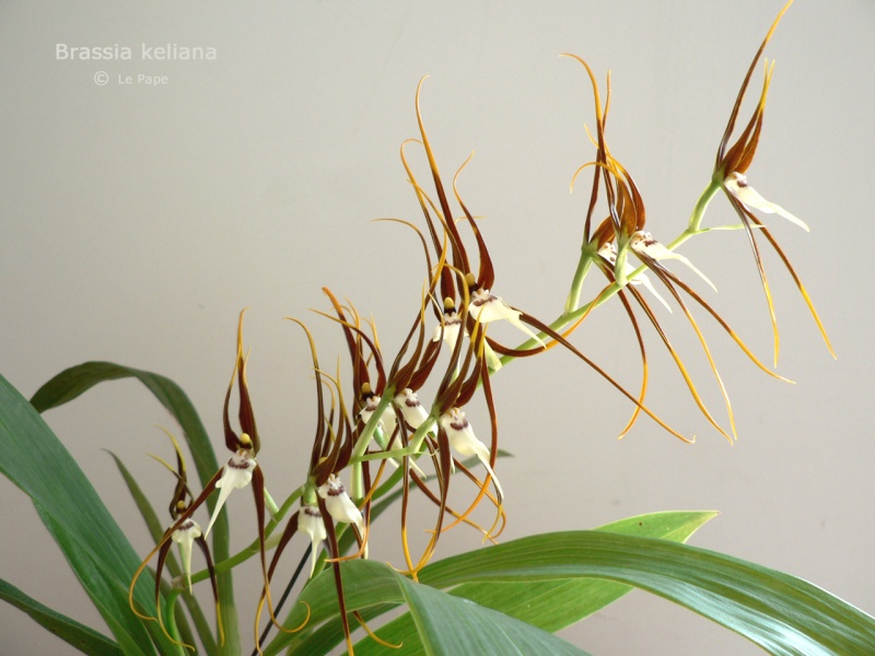 Brassia (Ada) keiliana Brassi10