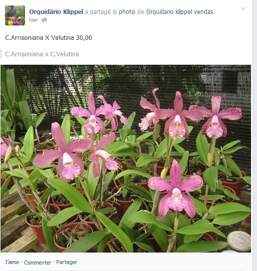 Photos d'orchidées inédites Captur30