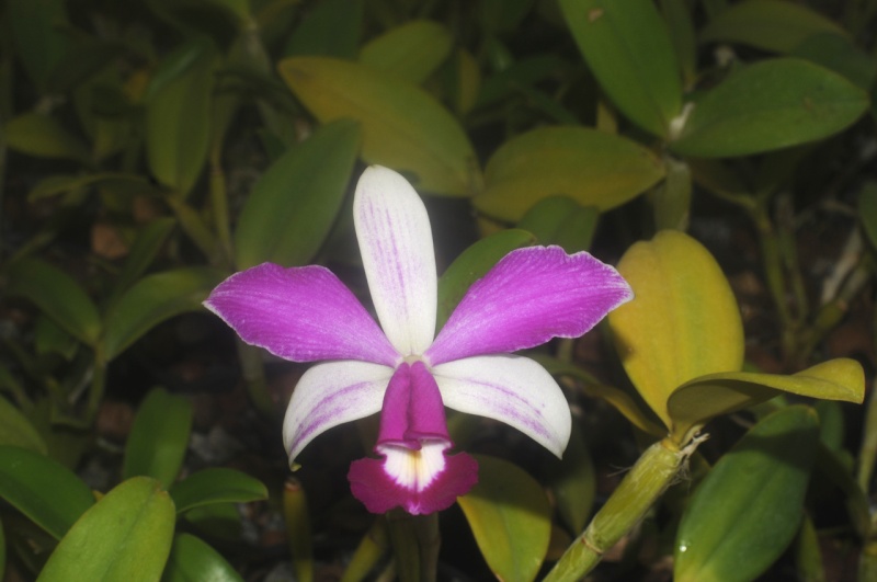 Cattleya (Laelia) purpurata f. coerulea striata 'Dona Gilda' x self - Page 2 Cattle22