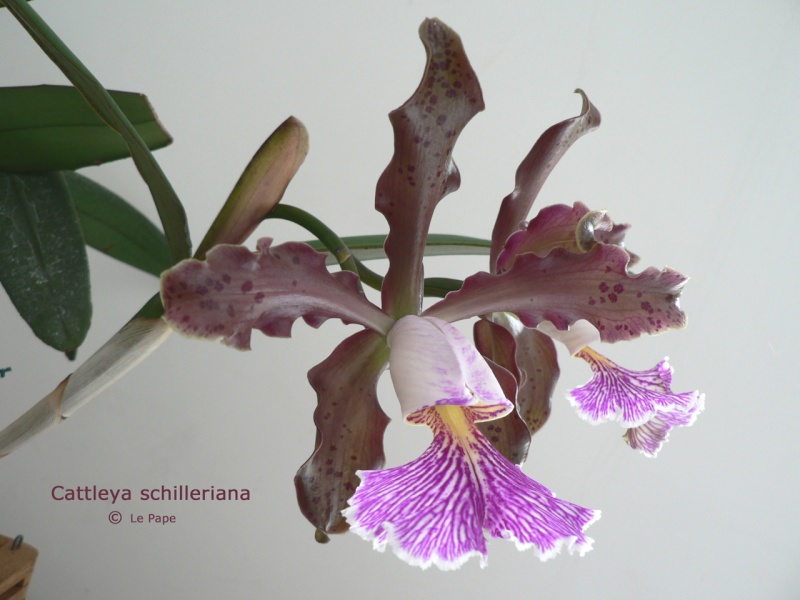Cattleya schilleriana  Cattle52