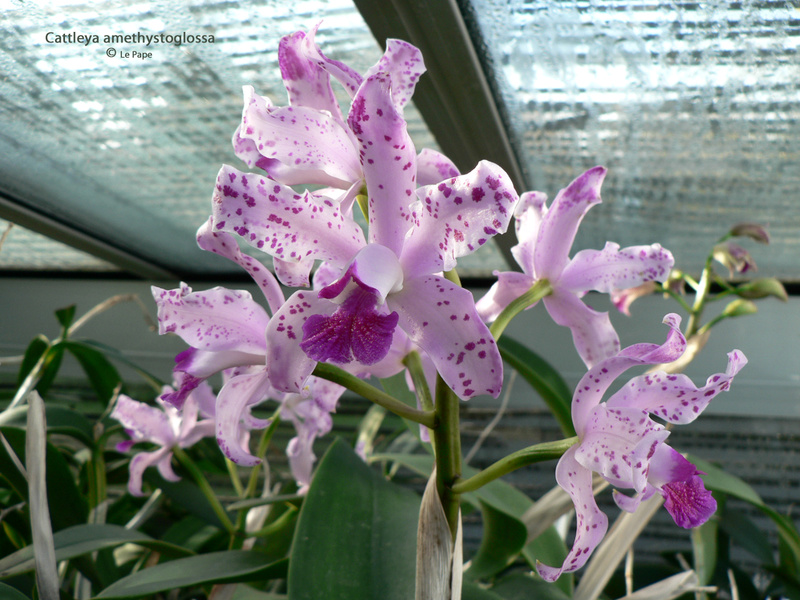 Cattleya amethystoglossa Cattle62