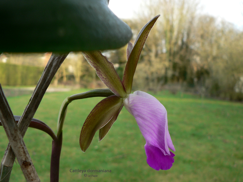 Cattleya dormaniana  Cattle71